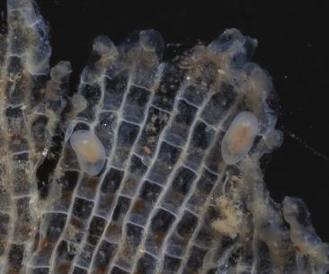 238 een takje Flustra foliacea, waarvan een foto werd gemaakt. Bij het bestuderen van de foto werd de worm Rhabditophora spec. gezien (fig. 7).