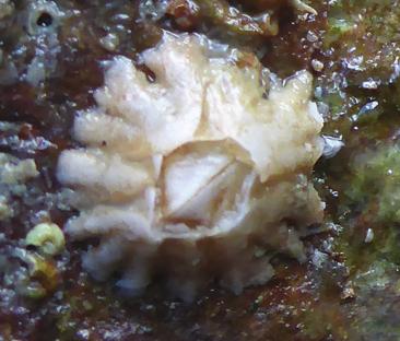243 Figuur 14. De gewone zeepok Semibalanus balanoides met eieren (foto s: Luna van der Loos).
