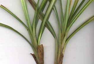Indeling monocotylen Grassen Stengel buisvormig en hol Grassen Cypergrassen Stengel