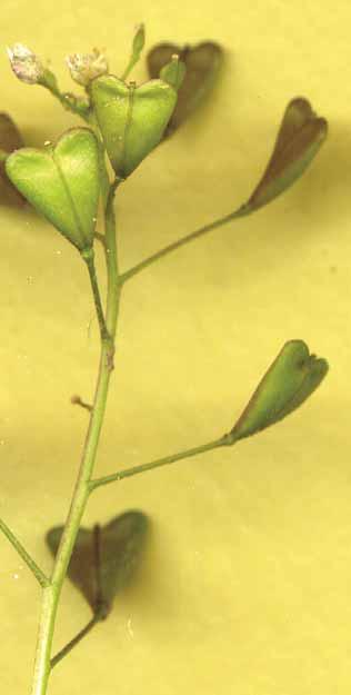 Kruisbloemenfamilie Cruciferae of Brassicaceae Meestal bladrozet Typische doosvrucht Vorm en stand