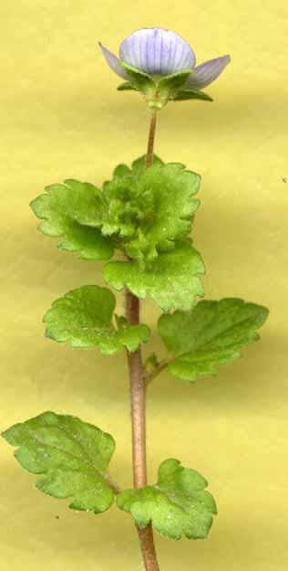 Helmkruidfamilie Scrophulariaceae Kroon- en kelkbladeren 4-5 Afzonderlijk
