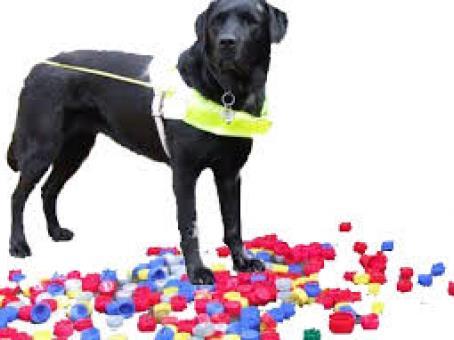 Het bedrag wordt gebruikt voor het opleiden van geleidehonden, dit kan zijn een blindengeleidehond, autismegeleidehond, assistentiehond of bijvoorbeeld een buddyhond De door u ingezamelde doppen