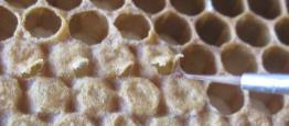 8 bijen in kooitjes + 2 mijten (neutraal) - volken + foretische mijten