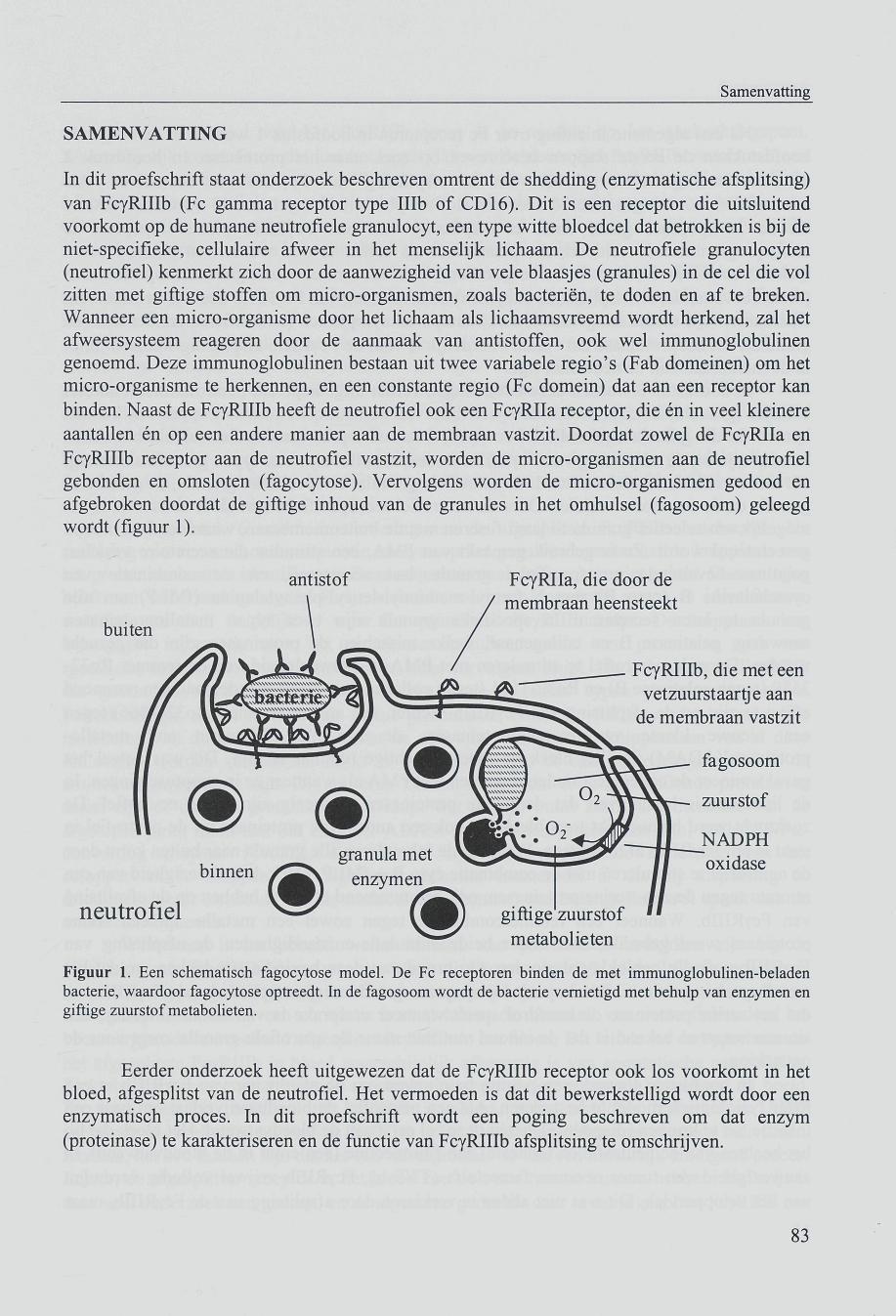 Samenvatting SAMENVATTING In dit proefschrift staat onderzoek beschreven omtrent de shedding (enzymatische afsplitsing) van FcyRIIIb (Fe gamma receptor type Hlb of CD 16).