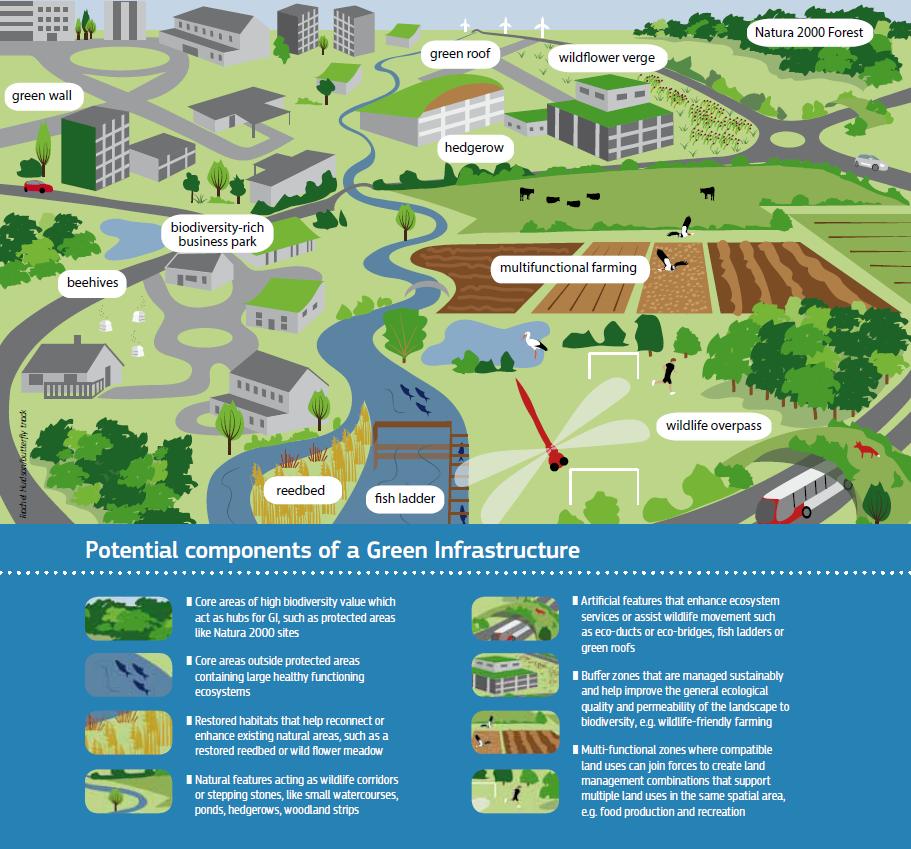 Groene infrastructuur als middel Groendak Wilde bloemenrand Natura 2000 Groene gevel Heggen Biodiversiteit op bedrijventerrein Bijenkorven Multifunctionele landbouw Ecoduct