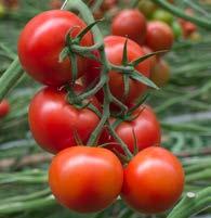 Met Avalantino kunt u de verwachting aangaande smaak in biologische tomaten waarmaken. Ronde Tomaat - Codino F1 (E15M.40770) Een hoog productieve trostomaat met een vruchtmaat van 100-120 gram.