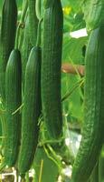 Komkommer - Tyria F1 De planten van Tyria hebben een sterke groeikracht en produceren donkergroene, goed gevulde vruchten.