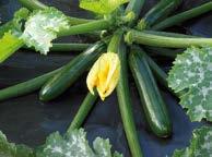 Courgette - Zelia F1 Zelia is het eerste Vitalis courgette ras met intermediaire resistentie tegen komkommermozaïekvirus (CMV).