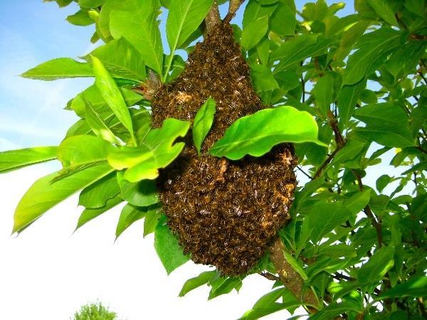 De zwerm in de emmer. 1. Sproei de zwerm goed nat. De bijen worden dan rustig en vliegen niet op. 2. Veeg of stoot de bijen met de koningin in de emmer. 3.