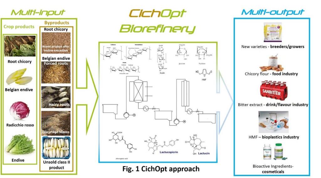 8.10 CichOpt: Valorisatie van witloofwortel CichOpt heeft als doelstelling een bioraffinage traject los te laten voor een duurzaam gebruik van alle beschikbare Cichorium biomassa (witloof, cichorei,