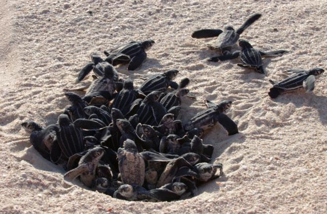 7 Als de jongen uitkomen worden ze aangevallen door meeuwen, pelikanen en fregatvogels.