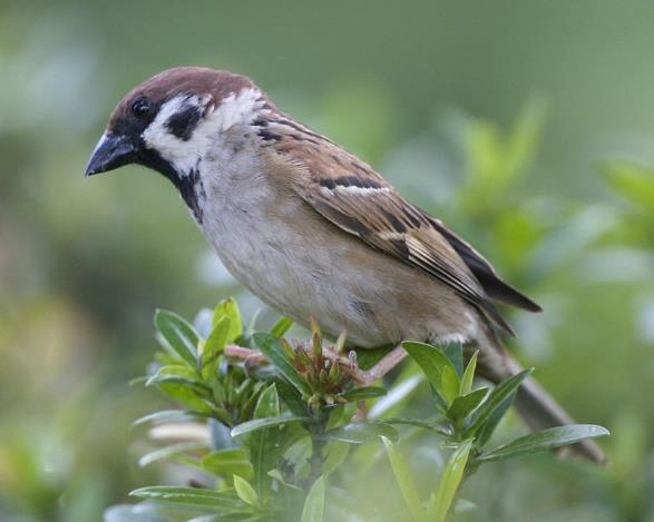 De maandsluiting van juni valt op 30 juni 2016. Daarvoor gelden dezelfde aanvangstijd en plaats als hierboven vermeldt. Ook het koffiedrinken vooraf. Deze keer staat een vogeltje centraal.