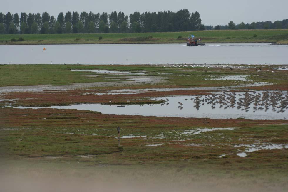 hoogwatervluchtplaats voor steltlopers die foerageren in de