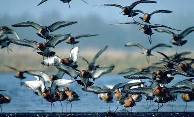 Verbetering kwaliteit en omvang rietmoeras voor broedvogels Door het huidige peilbeheer in combinatie met op commercieel rietsnijden gericht terreinbeheer is het areaal rietmoeras in kwaliteit en