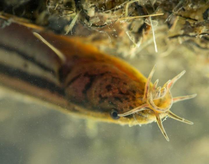 We kunnen bijvoorbeeld een windmolentje gebruiken om water in een gebied te brengen in plaats van eruit. Ik denk ook aan de uiterwaard in Wageningen.