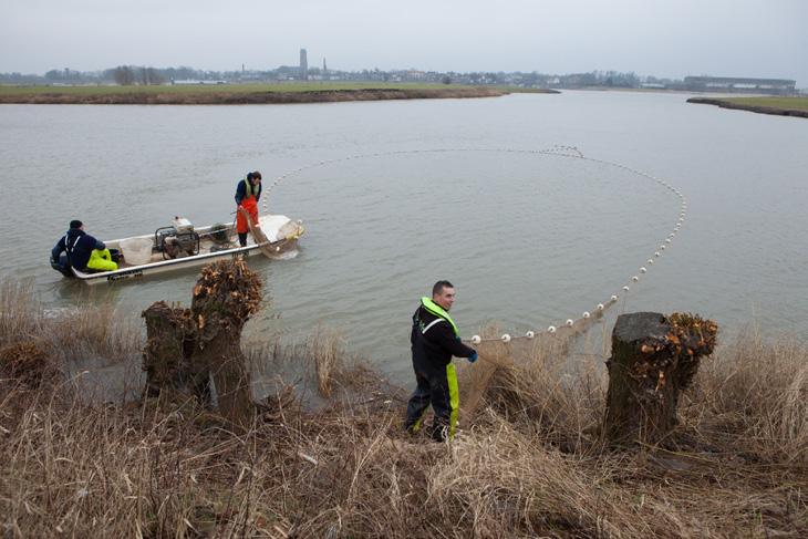 ontwikkeling+beheer natuurkwaliteit elkaar trekken de mannen het net binnen en verzamelen de vangst in een grote plastic bak.