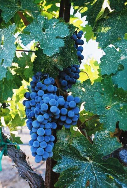 Tempranillo vroegrijpende Spanjaard Rioja en Ribera del Duero; ook in Portugal en Argentinië kers/granaatrode kleur rijp paars fruit, zoete