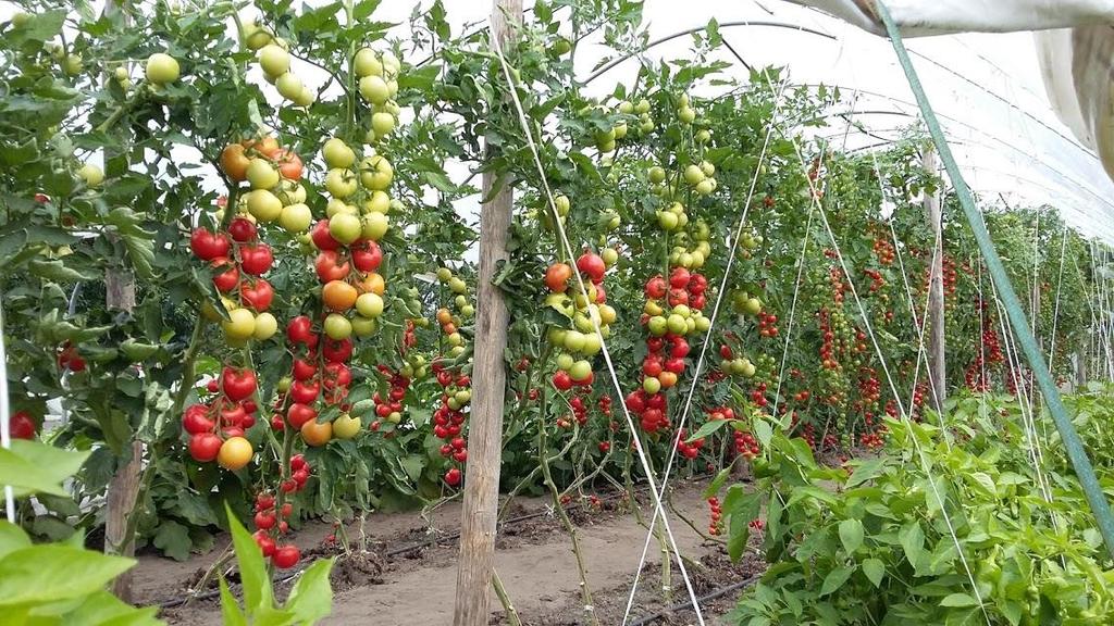 De tomaten teelt in de kas of pot Nachtschadefamilie Hoofdzakelijk in kassen geteeld Heel veel soorten tomaat Bemesting: Graag half verteerde compost Kali voor de smaak (Vinasse ) Kalk tegen