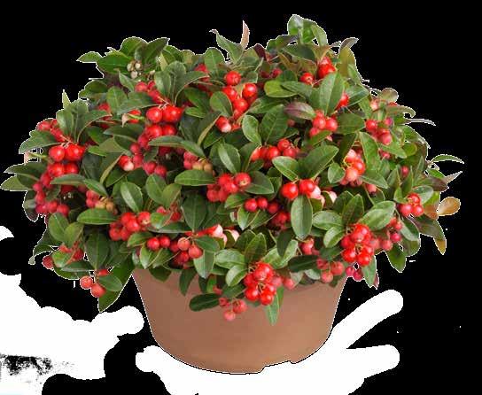 Buiten kans Bergthee XXL b f / g i 3 cm, d ca. 5 cm. Gaultheria procumbens in schaal. Nu aak een kerstkrans Ook al zo n zin in kerst?