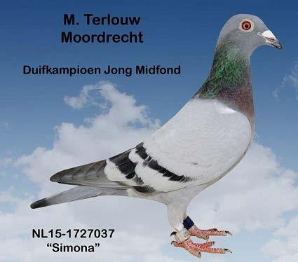 Twee jongen duiven (18-460 en 18-461) uit de hier eerder genoemde Simona. Zij werd dus in 2015, 9 e nationaal kampioen JD NPO en zij werd toen 1 e asduif jonge duiven midfond in Gouwe en IJssel.