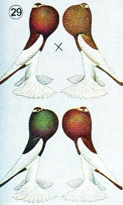 Zoals we vroeger gelezen hebben, noemen we een duif fokzuiver, wanneer de doffer een dubbele hoeveelheid geslachtscellen produceert en fokonzuiver wanneer de vogel slechts een enkelvoudige