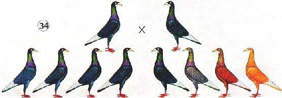 Het raadsel der plotseling opduikende fokzuivere sierduivenrode doffers en sierduivenrode duivinnen bij een dergelijke kleurkruising is hiermee opgelost en tevens verklaard, waarmee er uit zwart x