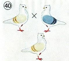 roodzilver doffers en geelzilver duivinnen, zie schema 39. Blauwzilver x postduivenrood geeft ook geelzilver duivinnen.