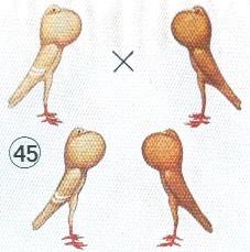 Alle vogels zijn II (dubbele factor) of Ii en wanneer nu een donkerrode (dd) wordt gekruist met een gele (DD) dan kan de fokker oranje en geel verwachten, wat verklaard wordt door de