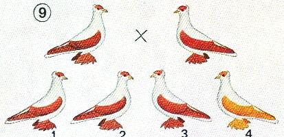 Schema 8 geeft de paring aan van fok zuiveren, intensieve gekleurde doffer (zwart, rood, bruin of blauw), met een intensief gekleurde duivin van dezelfde kleur als de doffer (zwart, rood, bruin of