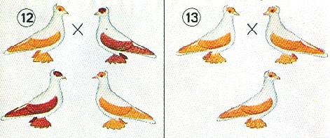 Maar nu paart de fokker een fokonzuivere intensief gekleurde doffer aan een verdund kleurige duivin: schema 11 geeft aan wat er dan gebeurt.