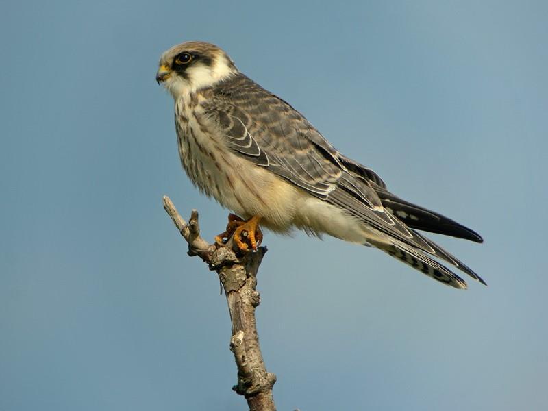 Roodpootvalk, Hoefijzermeer, 23 sep 2016 Foto: Ruud Altenburg Smelleken Tussen 6 sep en 24 okt 11 waarnemingen van langstrekkende vogels in het buitenduin van het NHD.