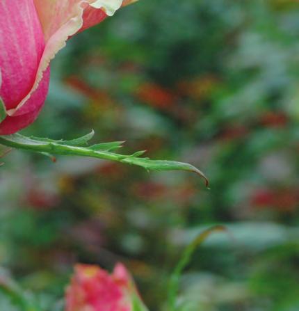 In (pot)roos is in meerdere cultivars gewasreactie waargenomen.