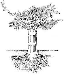 3. Werking Al vele jaren is een methode gezocht om via het systeem van plant of boom de juiste natuurlijke hulpstoffen toe te voegen, die stress en de tekorten op zouden kunnen heffen.