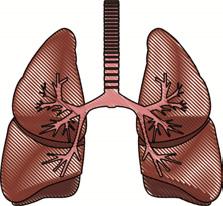 De onderste luchtwegen zijn de luchtpijp (3) en de luchtpijpvertakkingen (4) die zich verder in de longen (8) vertakken.