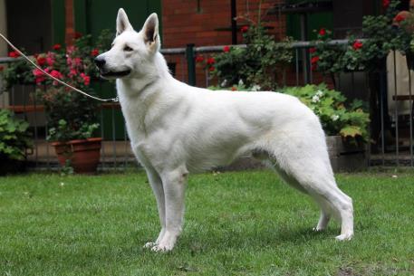 Ras van de maand juni: de Witte Zwiterse Herder Geschiedenis De erkenning als rashond en de gegeven naam was een feit op 1 januari 2003. Dat was nog slechts een "voorlopige erkenning".