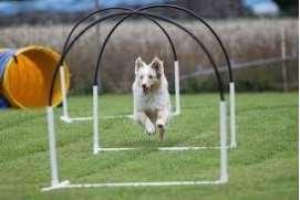 Nieuw seizoen Hoopers voorjaar 2018 Hoopers gaat alweer seizoen 3 in. Dat komt omdat het Hooper seizoen wat korter is dan die van de behendigheid en flyball. Dit heeft ook een aantal redenen.