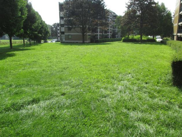 voederplanken), vervangen oude struwelen, hagen, houtkanten, voorjaarsbloeiers,. Voorstel aanleg hondenuitloopzone: overleg met buurtwerking of dit de goede plek is,.