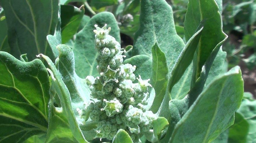 [ ARTIKEL Figuur 2. Bloeiende quinoa-plant. Het gewas is verwant aan spinazie en aan het (on)kruid melganzenvoet.