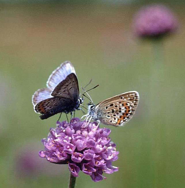 zeer rijk aan fauna;