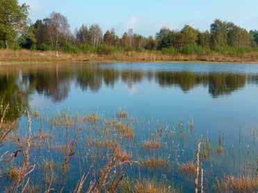 3. Onderzoeksprojecten in 2015 17 Hoe komen we tot het duurzaam bestrijden van invasieve exoten (of hoe kan door middel van beheermaatregelen invasiviteit voorkomen worden) als Trosbosbes, Grijs