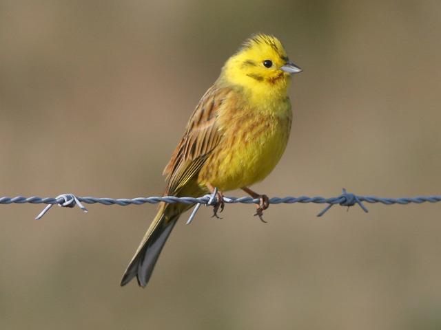 GEELGORS Soortgroep Hoofd-biotoop Uiterlijke kenmerken Extra foto s gorzen Halfopen landschappen Mannetje is duidelijk te herkennen aan grotendeels gele kop en geel op onderdelen.