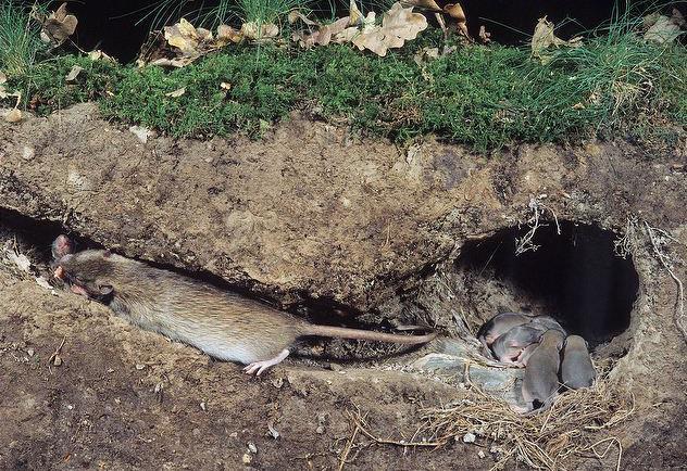 KENMERKEN BRUINE RAT Soortgroep Hoofd-biotoop Uiterlijke kenmerken