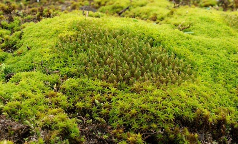 grof zand en gruis Pionierssoort Geelgroene bladen Een lange