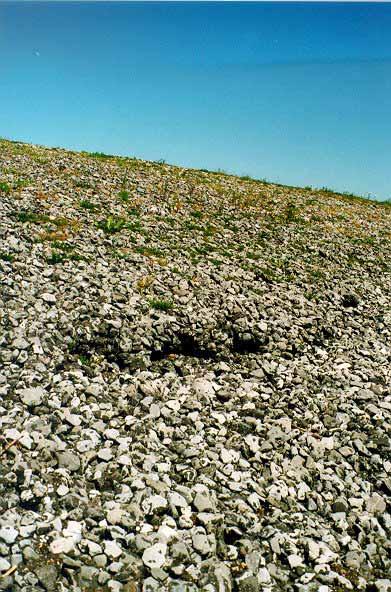 Figuur A2.5 Aangetast oppervlak (Noordland, 1996) In het onderste deel van de tijzone kunnen zich zeepokken en mosselen vestigen. Vooral de structuur van open steenasfalt leent zich hier goed voor.