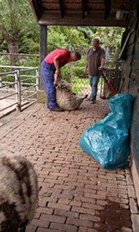 De schapen zijn eind juni weer geschoren door de schapenscheerder. In 1 van de vachten werd een stuk hoef gevonden, dat in de huid vast zat.