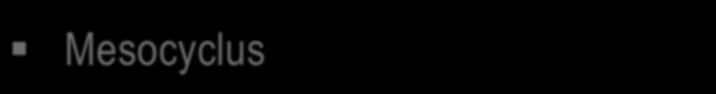 NIVEAUS VAN PERIODISERING Olympische cyclus Meerjarenplan: 4 jaren Macrocyclus Mesocyclus Microcyclus