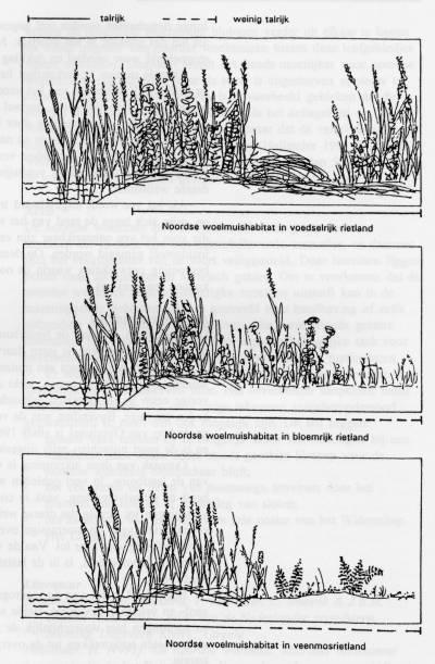 extensief beheerde gebieden met gevarieerde graslanden, ruige oevers en rietmoerassen: kruidenrijk en kruidenarm rietland (met een bedekking van riet van minimaal 50%), ruig riet met beginnende
