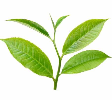 THEE CAMELLIA SINENSIS De theeplant is een plant die van oorsprong voorkomt in Zuidoost-Azië. De jonge scheuten van deze plant worden gebruikt om thee te produceren. Sinensis is Latijn voor Chinees.