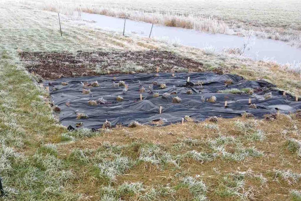 Verschillen in rassen was geen onderdeel van het praktijkonderzoek. Deze soorten waren de enig beschikbare planten op dat moment. De aanplant gebeurde deels machinaal en deels handmatig.