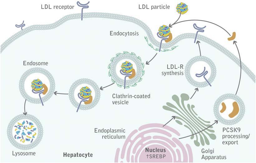 Proprotein convertase subtilisin/kexin